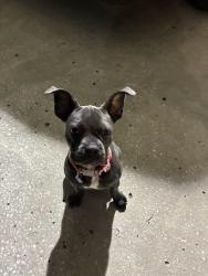 Lost Female Dog last seen CVs- county line rd Wesley chapel, Wesley Chapel, FL 33543