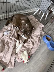 Lost Female Dog last seen Temple Johnson rd, Loganville, GA 30052