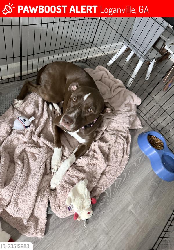 Lost Female Dog last seen Temple Johnson rd, Loganville, GA 30052
