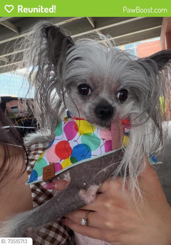 Reunited Female Dog last seen Auburn bend dr, Spring, TX 77389