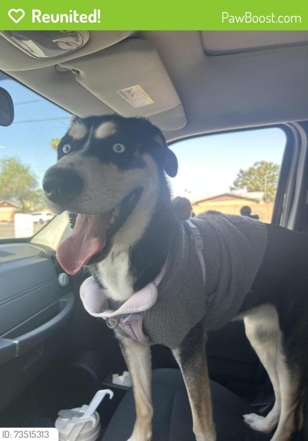 Reunited Female Dog last seen 23rd Ave and union hills, Phoenix, AZ 85027