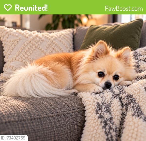 Reunited Female Dog last seen Westacre Rd, West Sacramento, CA 95691
