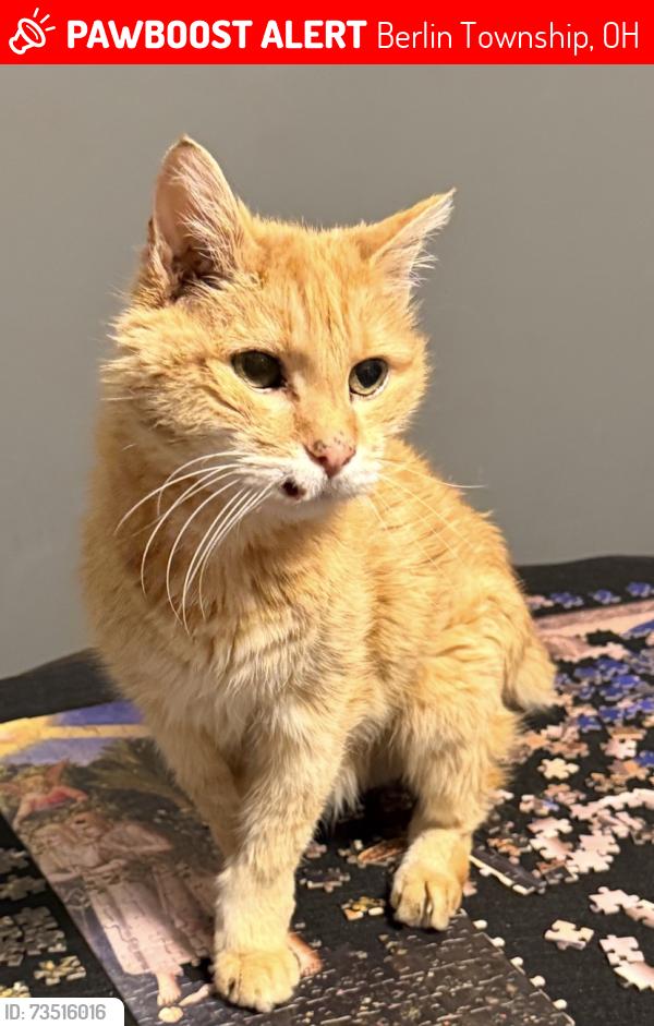 Lost Male Cat last seen Sherman Lakes Way, galena, oh 43021, Berlin Township, OH 43021
