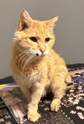 Lost Male Cat last seen Sherman Lakes Way, galena, oh 43021, Berlin Township, OH 43021