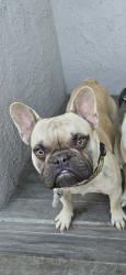 Lost Male Dog last seen E St San Bernardino, San Bernardino, CA 92411