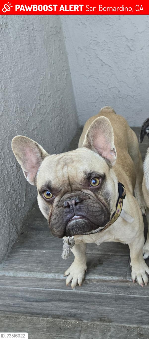 Lost Male Dog last seen E St San Bernardino, San Bernardino, CA 92411