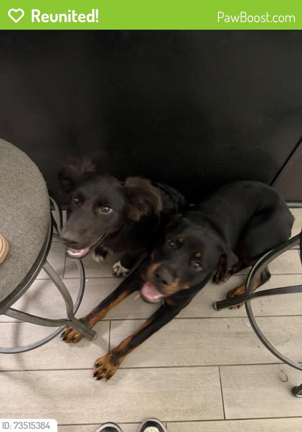 Reunited Female Dog last seen Last seen in our neighbors yard on Shay Ct, Mobile, AL 36695