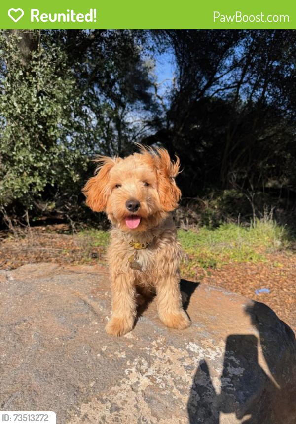 Reunited Male Dog last seen Near Greenholme Dr Palm Ave Alley, Sacramento, CA 95842, USA, Sacramento, CA 95842