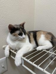 Lost Female Cat last seen Southpark ranch apartments - 9401 S 1st, Austin, TX 78748