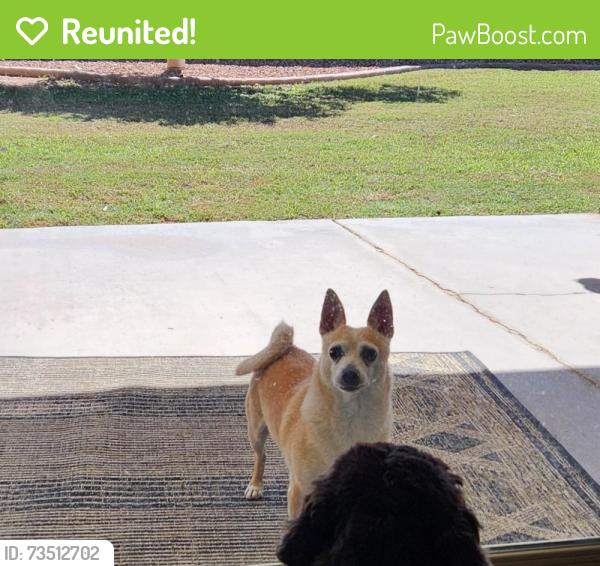 Reunited Male Dog last seen Intersection Lakeshore, Juniper and Post, Chandler, Chandler, AZ 85226