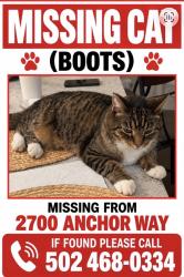Lost Male Cat last seen Anchor Way, Louisville, KY 40223
