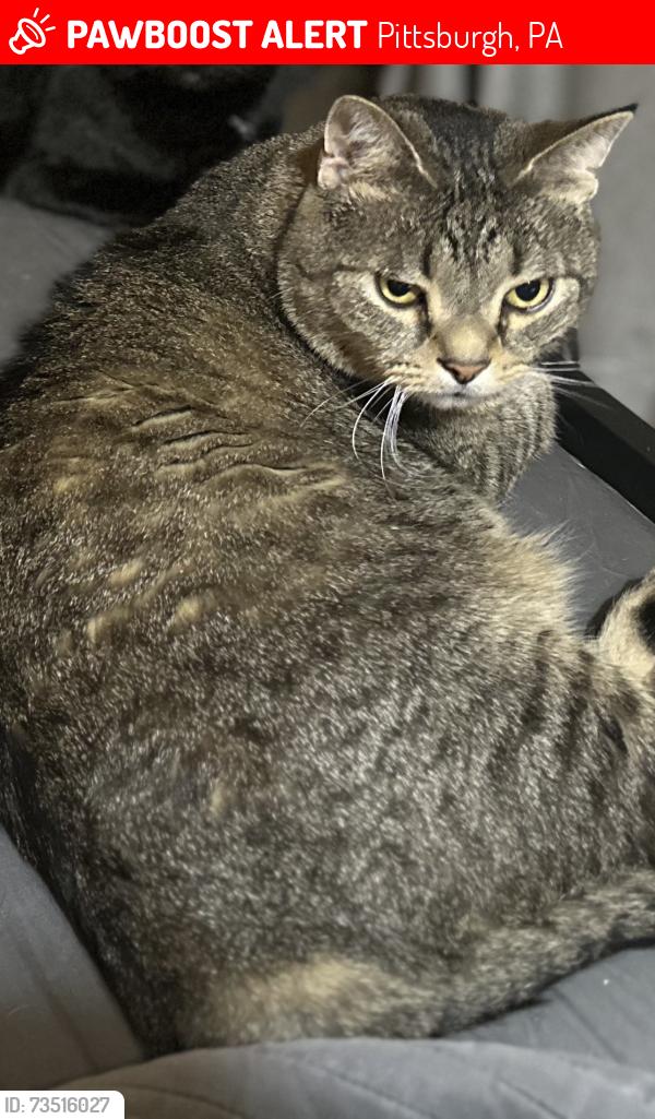 Lost Male Cat last seen Near Corteland Drive, Pittsburgh, Pa, Usa, Pittsburgh, PA 15241