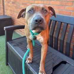 Shelter Stray Male Dog last seen , Animal Care & Control Team of Philly, 111 W Hunting Park Ave, Philadelphia, PA 19140, USA