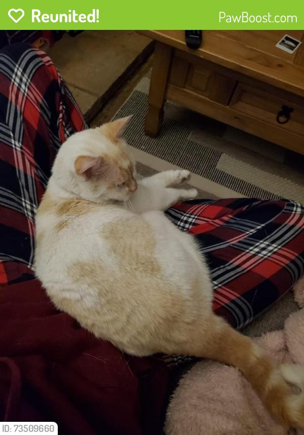 Reunited Male Cat last seen Castle Street, off Pennington Road, Southborough, England TN4 0PE