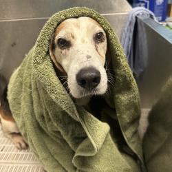 Shelter Stray Male Dog last seen , Animal Care & Control Team of Philly, 111 W Hunting Park Ave, Philadelphia, PA 19140, USA