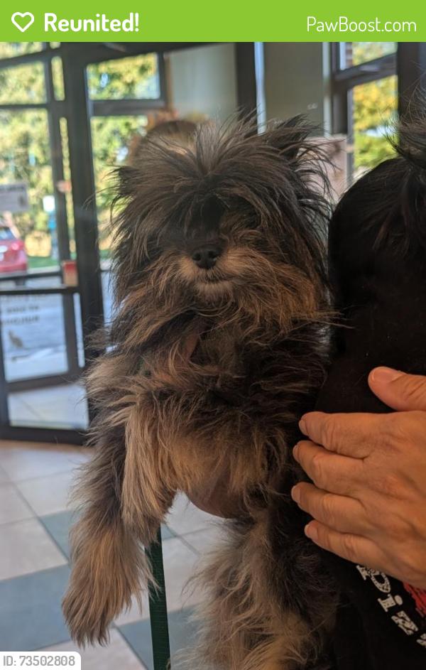 Reunited Male Dog last seen Main street across from car dealership, Norristown, PA 19405