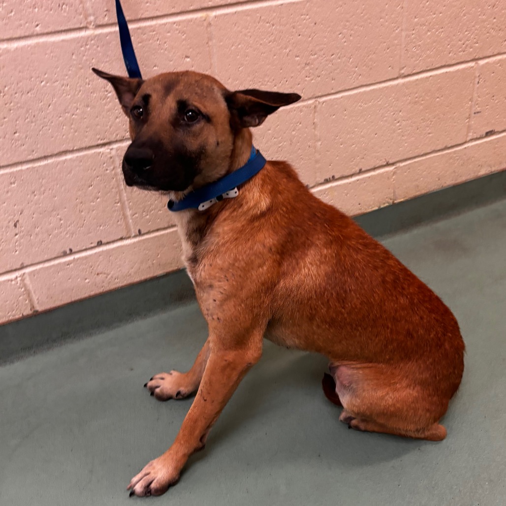 Shelter Stray Male Dog last seen , 2350 Appling City Cove, Memphis, TN 38133, USA