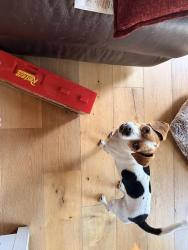 Reunited Male Dog last seen Natomas Blvd, Regency Park Dog Park, Ran to the trail (Jackrabbit Trail) behind neighborhood, Sacramento, CA 95835