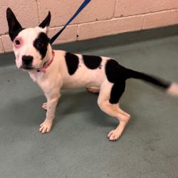 Shelter Stray Female Dog last seen , 2350 Appling City Cove, Memphis, TN 38133, USA