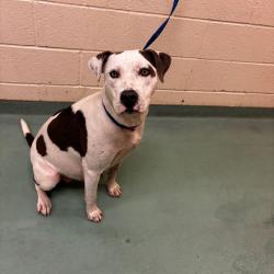 Shelter Stray Female Dog last seen , 2350 Appling City Cove, Memphis, TN 38133, USA