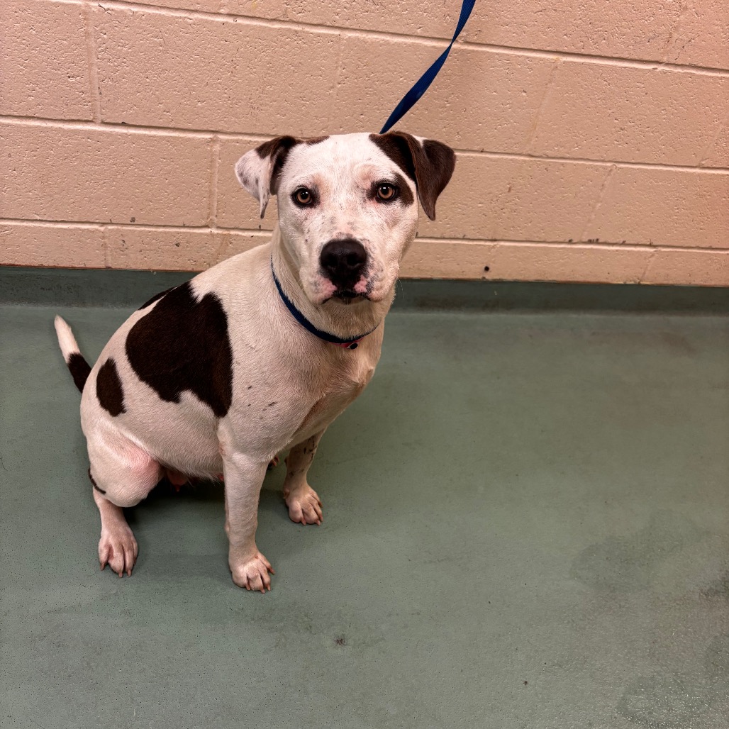 Shelter Stray Female Dog last seen , 2350 Appling City Cove, Memphis, TN 38133, USA