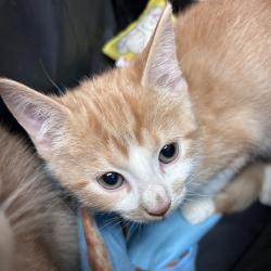 Shelter Stray Male Cat last seen , 2350 Appling City Cove, Memphis, TN 38133, USA
