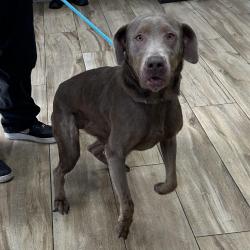 Shelter Stray Female Dog last seen , 124 Evergreen Ave, Newark, NJ 07114, USA