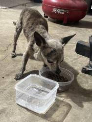 Found/Stray Unknown Dog last seen Blackhawk and kirkwren, Houston, TX 77089