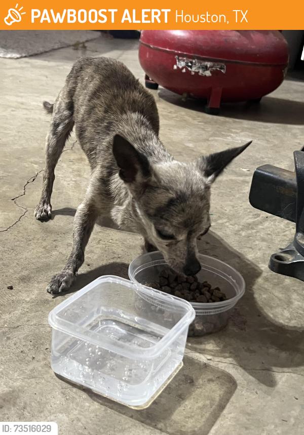 Found/Stray Unknown Dog last seen Blackhawk and kirkwren, Houston, TX 77089