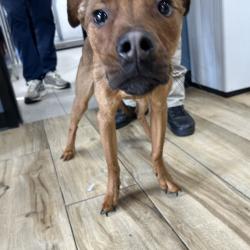 Shelter Stray Unknown Dog last seen , 124 Evergreen Ave, Newark, NJ 07114, USA