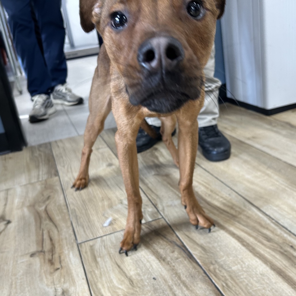Shelter Stray Unknown Dog last seen , 124 Evergreen Ave, Newark, NJ 07114, USA
