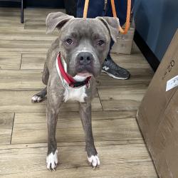 Shelter Stray Unknown Dog last seen , 124 Evergreen Ave, Newark, NJ 07114, USA