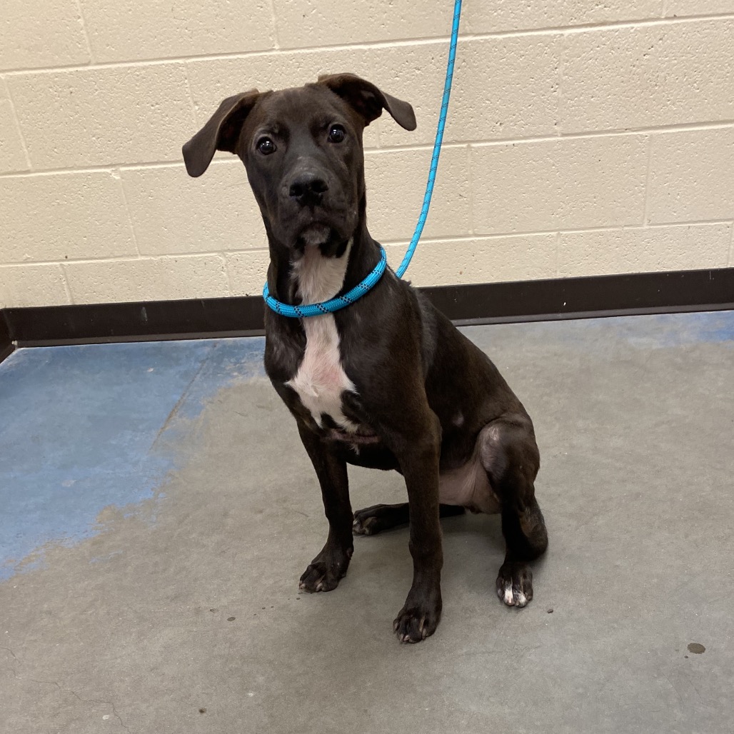 Shelter Stray Male Dog last seen , 2350 Appling City Cove, Memphis, TN 38133, USA