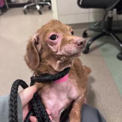 Shelter Stray Female Dog last seen , 157 W Grand Ave, Chicago, IL 60654, USA