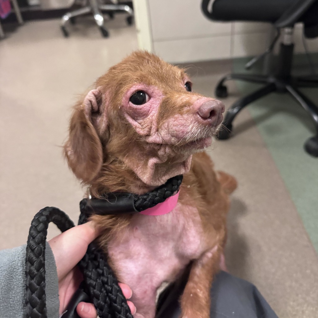 Shelter Stray Female Dog last seen , 157 W Grand Ave, Chicago, IL 60654, USA