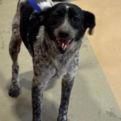 Shelter Stray Male Dog last seen , 5570 Sturmer Park Cir, Winston-Salem, NC 27105, USA