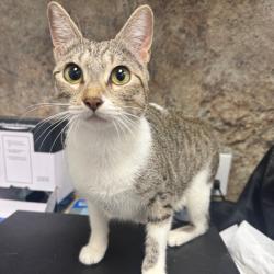 Shelter Stray Female Cat last seen , 3100 Deats Rd, Dickinson, TX 77539, USA