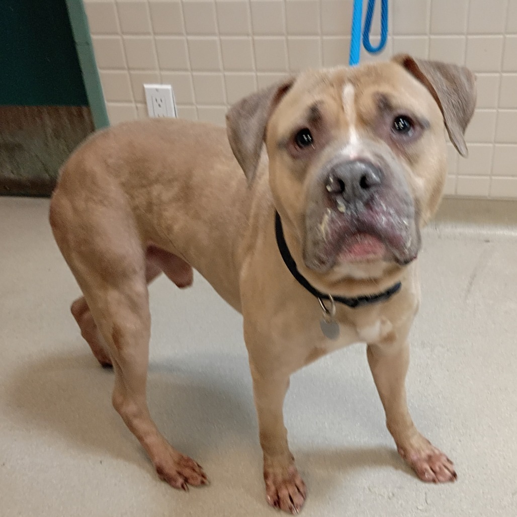 Shelter Stray Male Dog last seen , 361 S Raymond Ave, Pasadena, CA 91105, USA