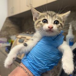 Shelter Stray Female Cat last seen , 3100 Deats Rd, Dickinson, TX 77539, USA