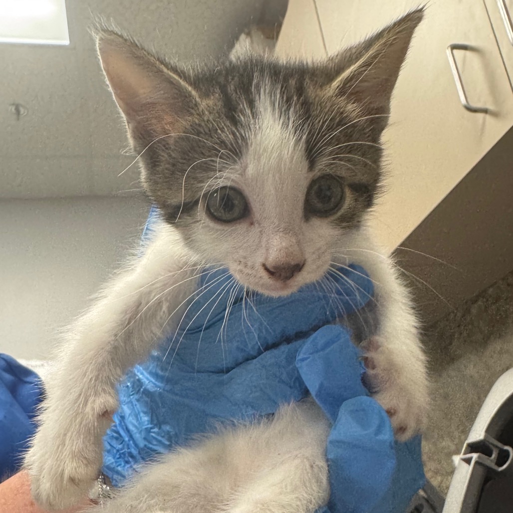 Shelter Stray Female Cat last seen , 3100 Deats Rd, Dickinson, TX 77539, USA