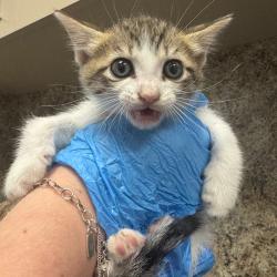 Shelter Stray Female Cat last seen , 3100 Deats Rd, Dickinson, TX 77539, USA