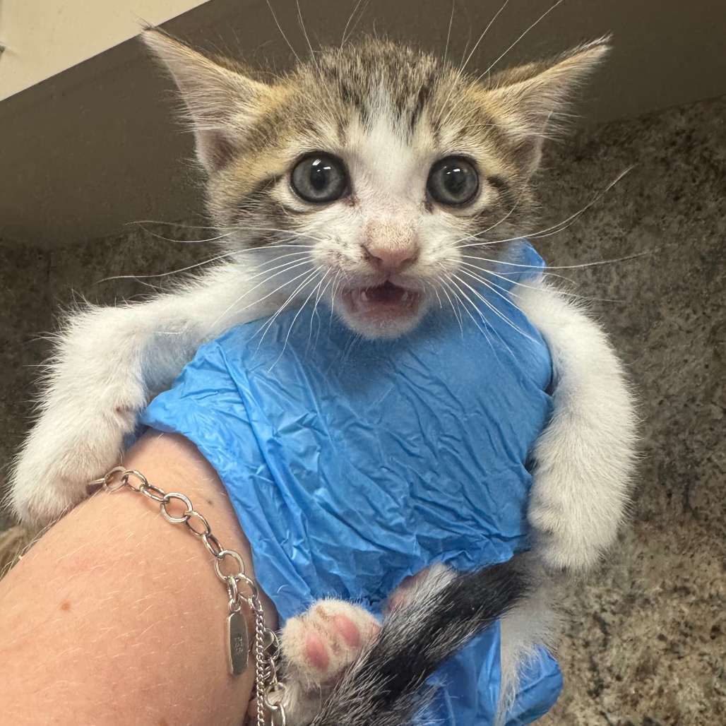 Shelter Stray Female Cat last seen , 3100 Deats Rd, Dickinson, TX 77539, USA