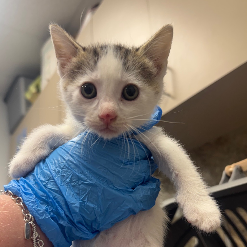 Shelter Stray Female Cat last seen , 3100 Deats Rd, Dickinson, TX 77539, USA