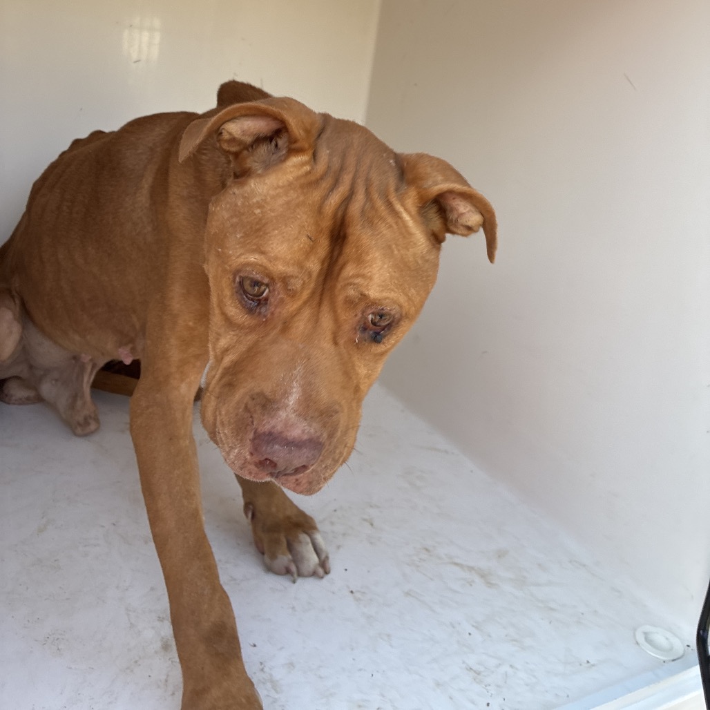 Shelter Stray Male Dog last seen , 4500 N Access Rd, Chattanooga, TN 37415, USA