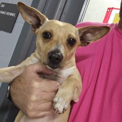 Shelter Stray Female Dog last seen , 244 Georgetown Rd, Jacksonville, NC 28540, USA
