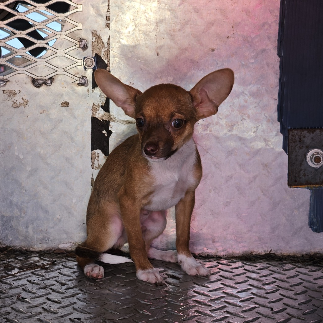 Shelter Stray Male Dog last seen , 244 Georgetown Rd, Jacksonville, NC 28540, USA