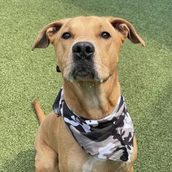 Shelter Stray Male Dog last seen , 244 Georgetown Rd, Jacksonville, NC 28540, USA