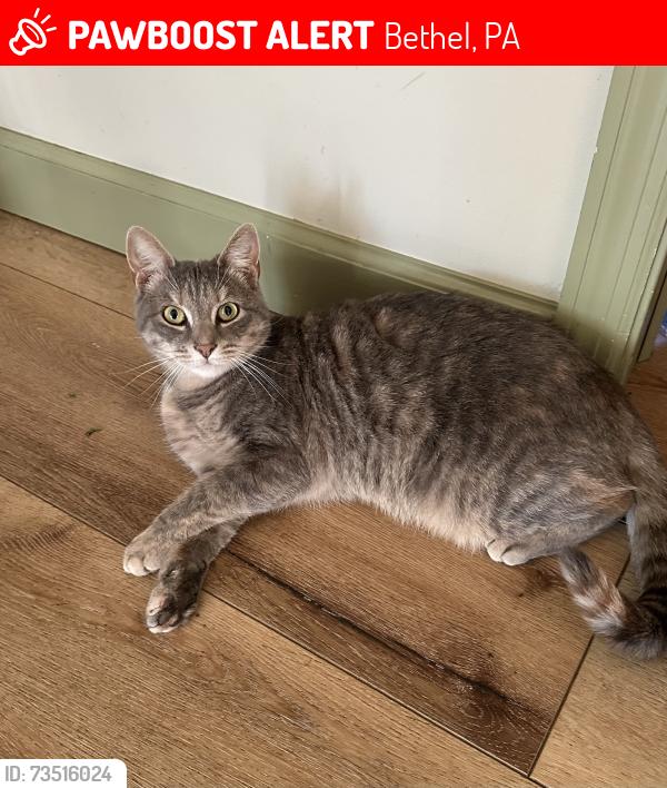 Lost Female Cat last seen Bayshore rd, Bethel, PA 19507
