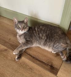 Lost Female Cat last seen Bayshore rd, Bethel, PA 19507