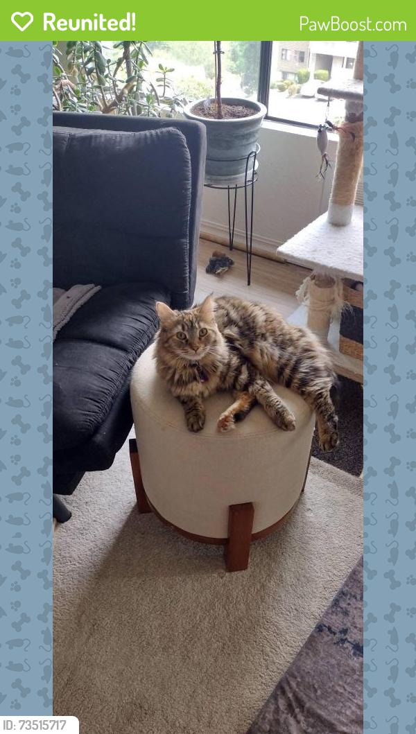 Reunited Female Cat last seen Near w sunn fjord, Bremerton, WA 98312